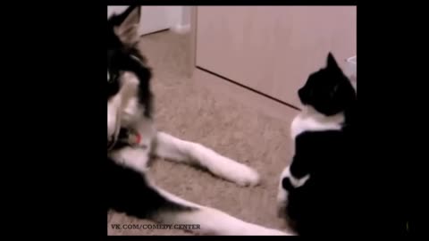 Did you just touched meÉ Cat slaps dog