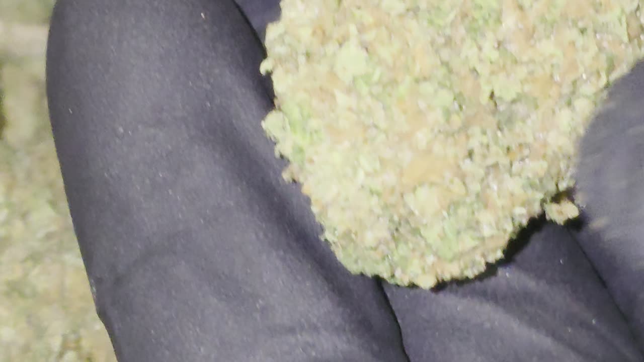 Bangkok Purple THC Flower