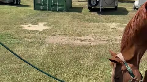 Jack Russel Won't Let Go of Horse's Lead