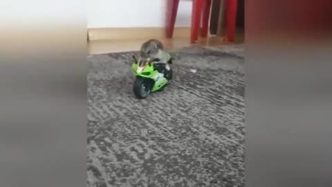 Funny hamster video🐹😂 part 1