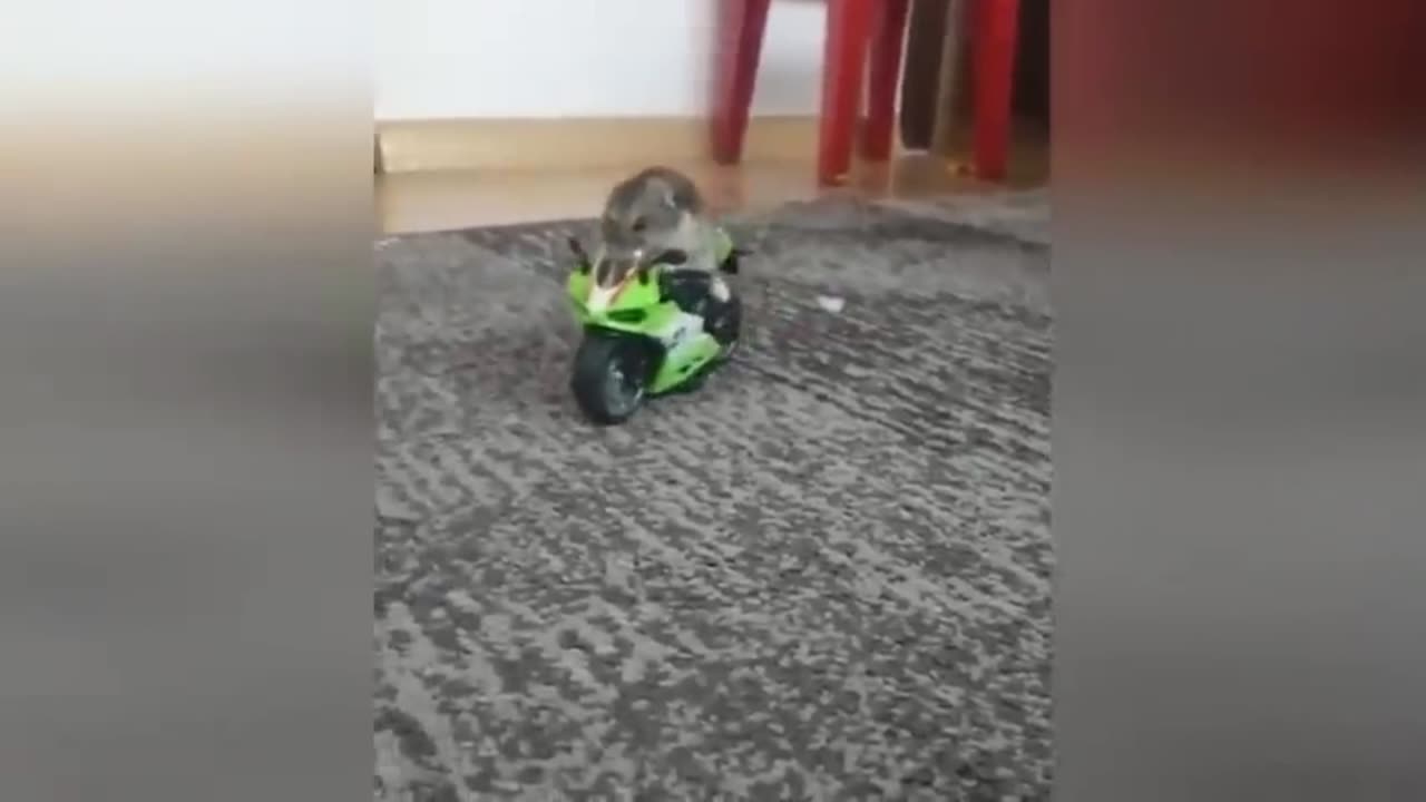 Funny hamster video🐹😂 part 1