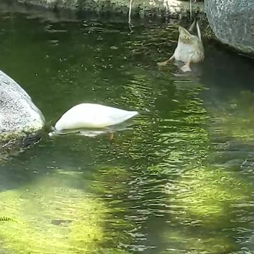 CUTE DUCK Diving DUCKS #cute #ducks #birds