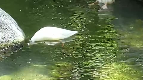 CUTE DUCK Diving DUCKS #cute #ducks #birds