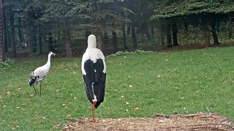 Jonas is eating chicken 😋😊