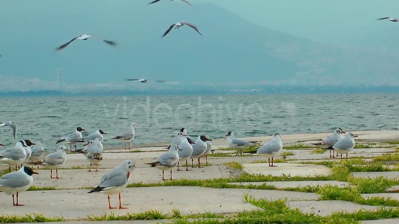 Pigeons and Seagulls 2