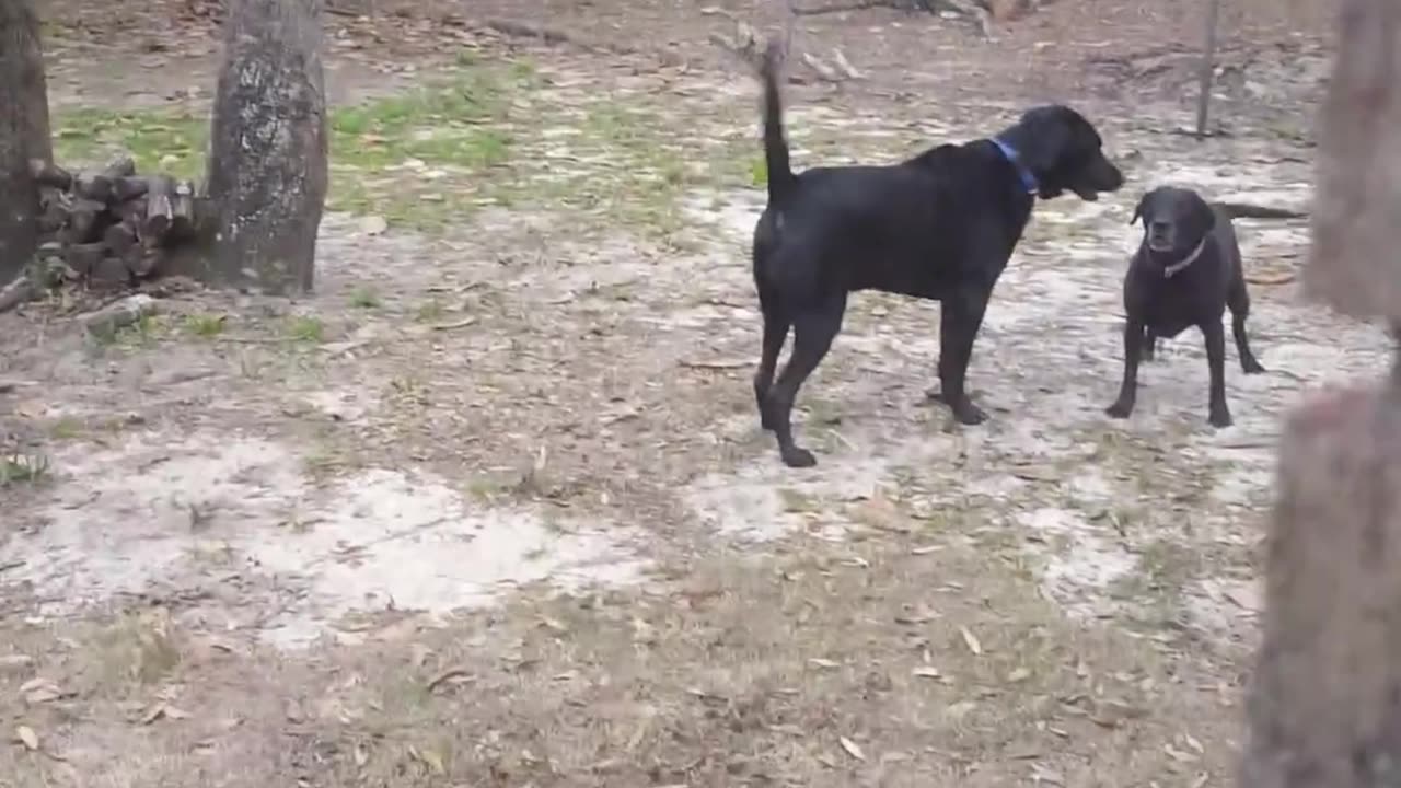 Riley & Baby, Just Playin'