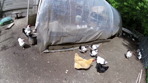 Bread for Chickens