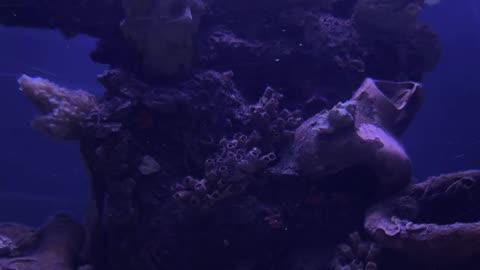 Daily Horoscope | Pisces 🌟