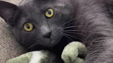 😹😹 My Mom's Cat is a Psycho | Funny Feline Fails | FunFM