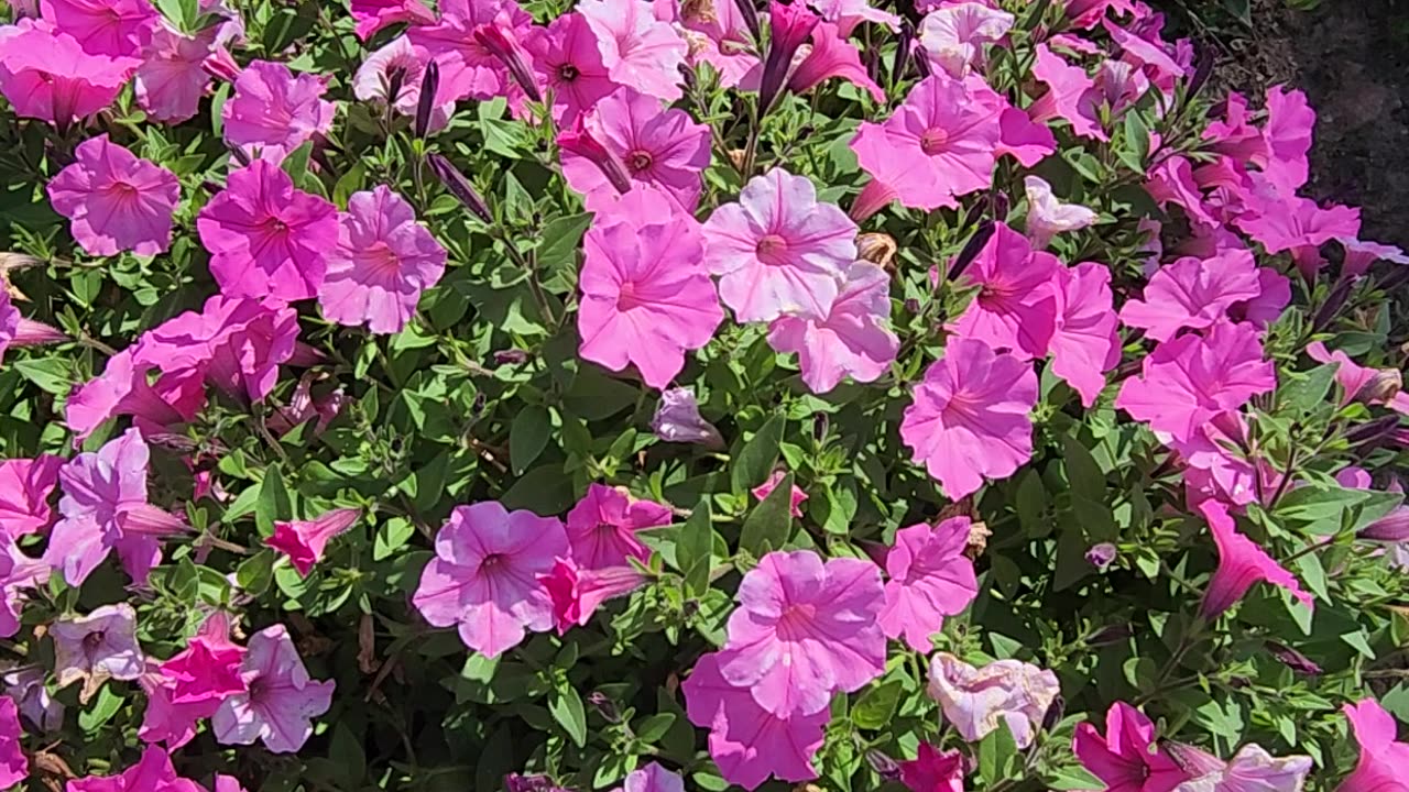 Petunia Colony#44 in the Morning Sun