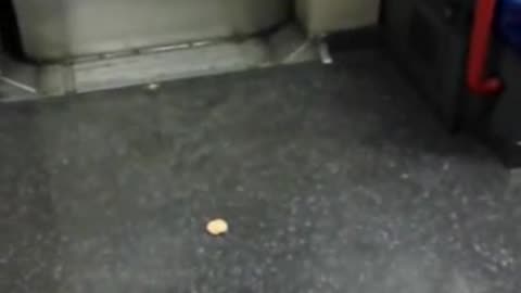 Candid Crisp Crush