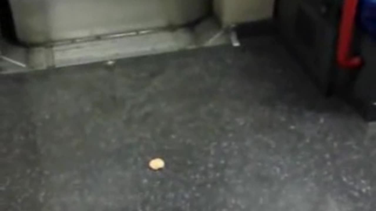 Candid Crisp Crush