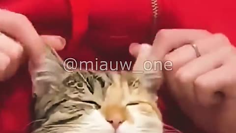 When the cat is alone