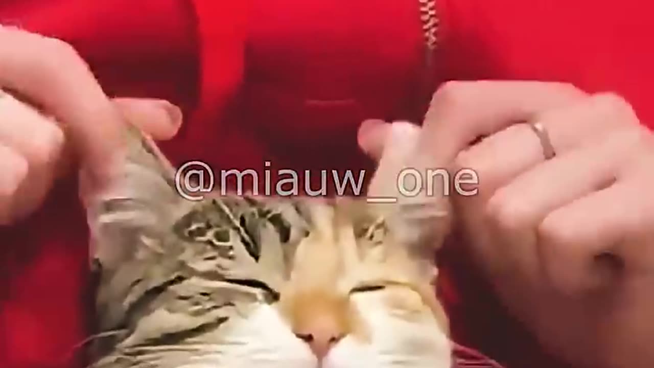 When the cat is alone