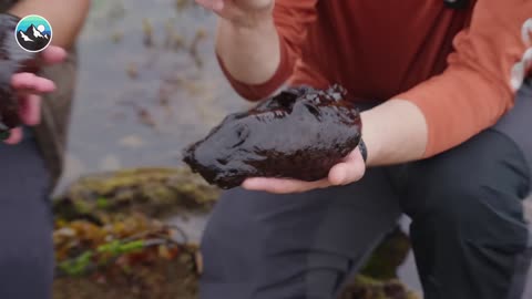 SLUG JUICE - You Don't Want to Drink this Kool-Aid!