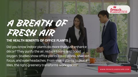 Transform Your Workspace with Lush Indoor Office Plants from Prince’s Landscape Pte Ltd