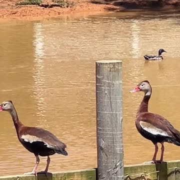 Photo Bombing the Whistling Ducks