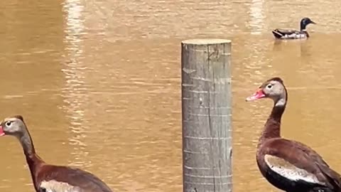 Photo Bombing the Whistling Ducks