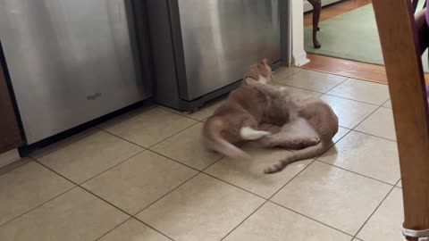 Wrestling Match