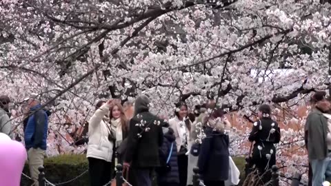 Crowds in Tokyo brave chilly weather for cherry blossoms