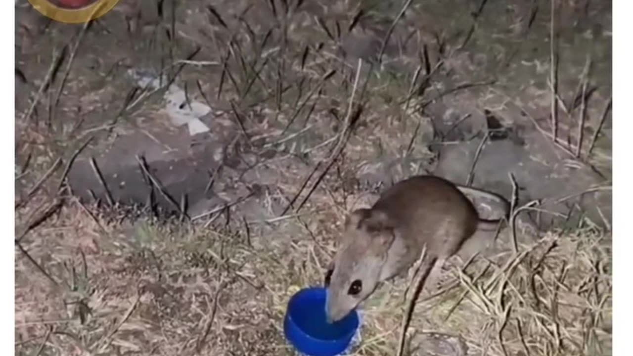 Funny video .viral videos