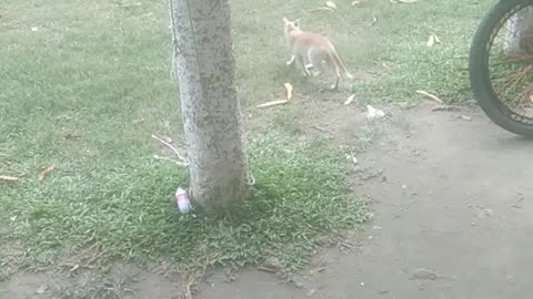 See Cute Cat