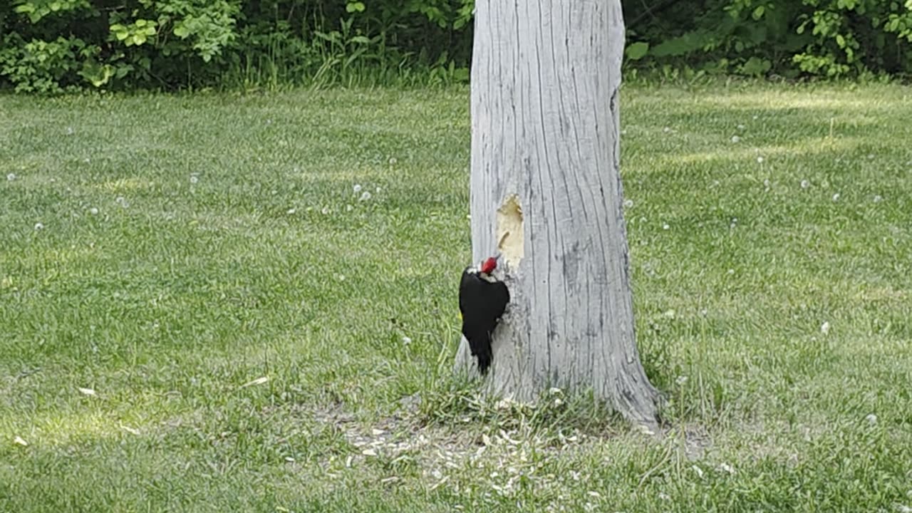 Excuse Me! Don't You See? I Am a Busy Woodpecker