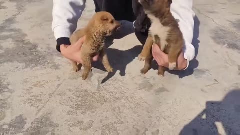 Funny Cat $ Dogs