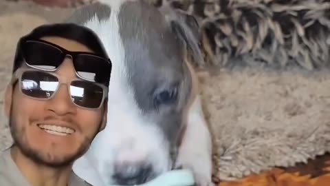 Its offical JP is now PIGGY