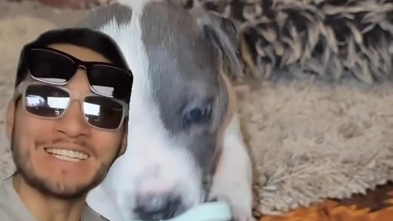 Its offical JP is now PIGGY