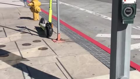 Husky Howls With Passing Fire Trucks