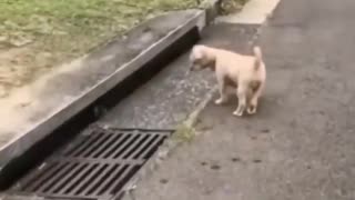 🐶💨 Dog Pulls Up, Cat Disappears Like Batman! | FunFM