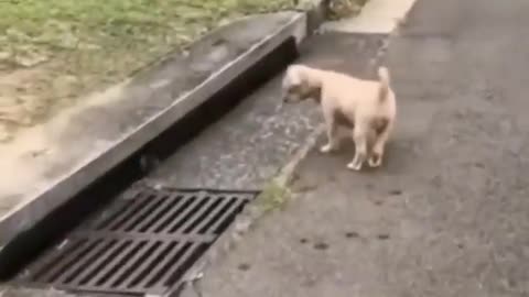 🐶💨 Dog Pulls Up, Cat Disappears Like Batman! | FunFM