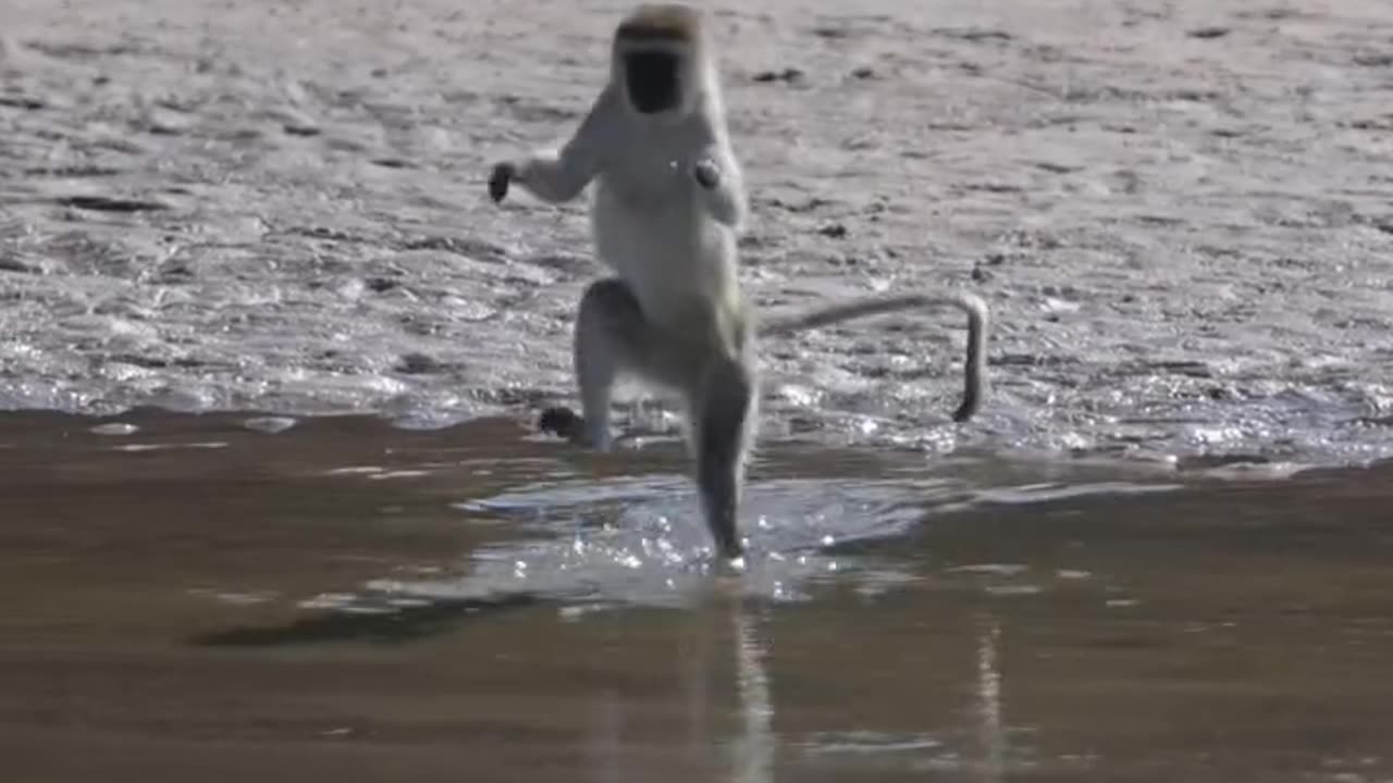 I can confirm: Monkey hate getting wet. 😂