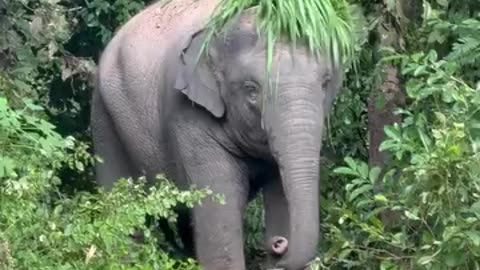 Funny videos 🤣 of elephants 😀