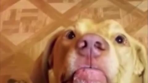 small bite🐶 #dog #dogsoftiktok #fyp #foryou #funny #pet #puppy