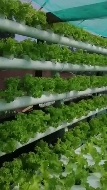 Hydroponic Lettuce - Successfully grown lettuce using semi #hydroponics nft setup #rooftopgardening