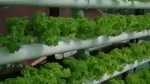 Hydroponic Lettuce - Successfully grown lettuce using semi #hydroponics nft setup #rooftopgardening