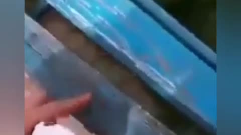 Another example of why dogs are smarter than most humans