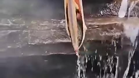 Mouth fishing net | amazing wild nature #amazing