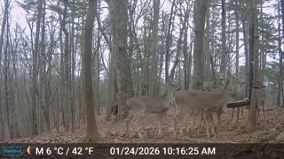 The Woods – 01/25/2026