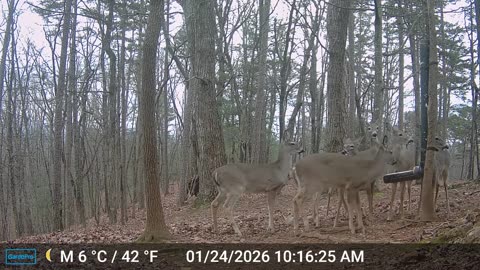 The Woods – 01/25/2026