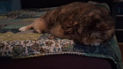 Watch This Cat Dream in Real Time: Instant Sleep Movements You’ll Fall in Love With