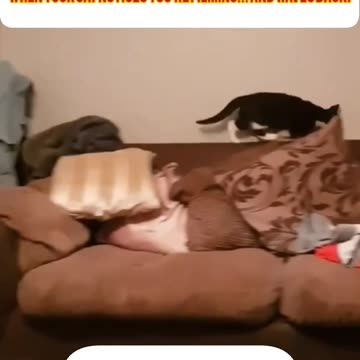 گربه‌ای که فهمید فیلم‌برداریه! The Cat Who Knew It Was Being Filmed!