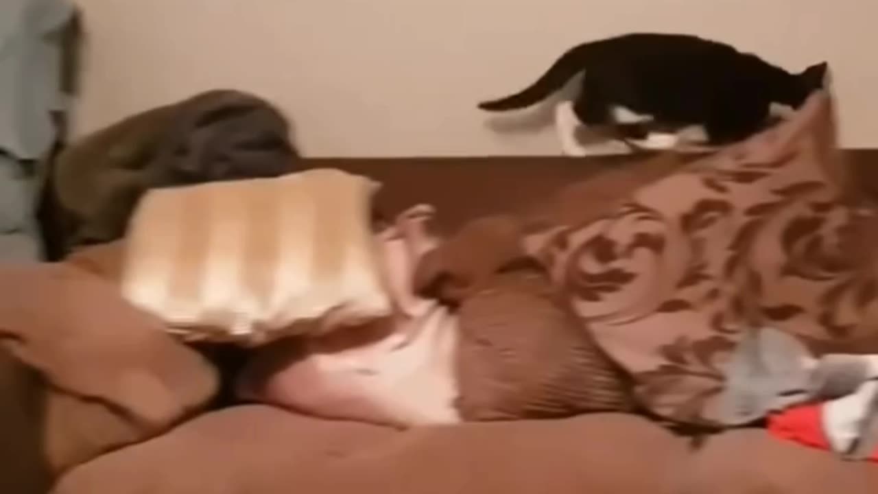 گربه‌ای که فهمید فیلم‌برداریه! The Cat Who Knew It Was Being Filmed!