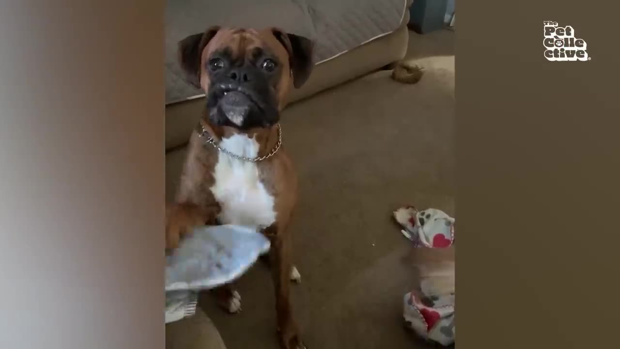 FUNNIEST Pets of 2024...So entertaining!!!! 😂