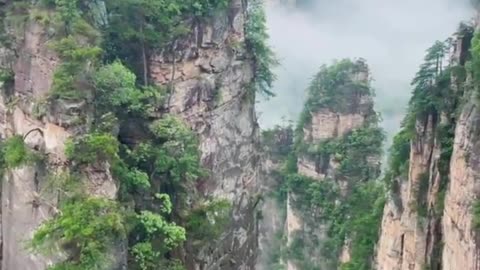 Rừng xanh