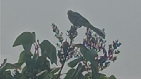Mockingbird in the morning