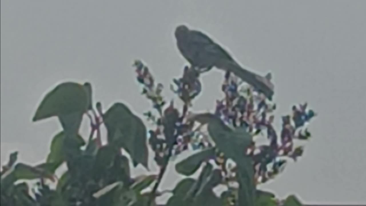 Mockingbird in the morning