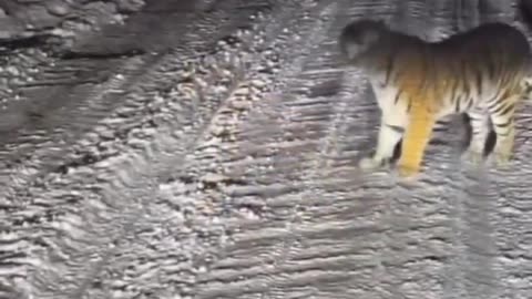 😹🧡 Startled Orange Kitty Will Make You Laugh! | FunFM